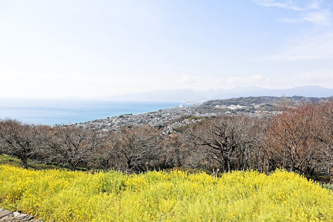 ちょっと地元自慢♪〈二宮町編〉 「吾妻山公園」一面の菜の花