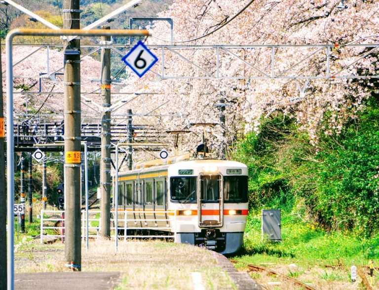 御殿場線と桜