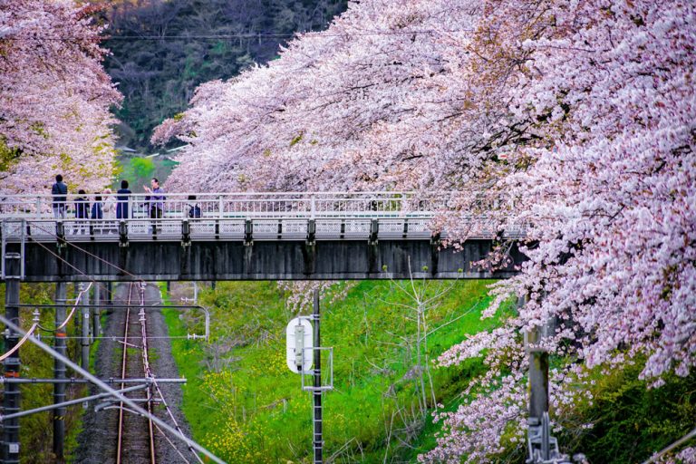 山北の桜